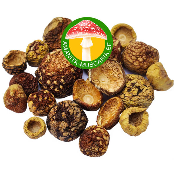 Royal fly agaric PREMIUM (50 gr.) - Image 2